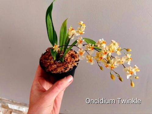 Miniatuur Geurige Orchidee Oncidium Twinkle 'Oro', Huis en Inrichting, Kamerplanten, Ophalen of Verzenden