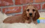 Engelse Cocker pup, Dieren en Toebehoren, Parvo, België, Reu, 8 tot 15 weken
