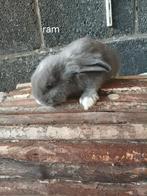 Konijnen, Dieren en Toebehoren, Meerdere dieren, Middelgroot, Hangoor, 0 tot 2 jaar