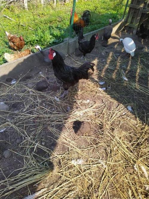 La Flèche foktoom, Dieren en Toebehoren, Pluimvee, Kip, Meerdere dieren