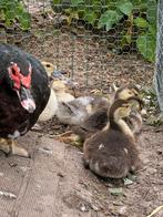 Barbarie eendjes, Dieren en Toebehoren, Pluimvee