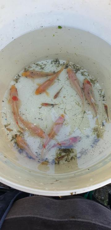 SCHUBINSKINS beschikbaar voor biedingen