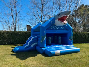 Shark te huur beschikbaar voor biedingen