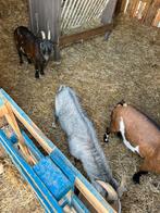 3 geiten te koop, Dieren en Toebehoren, Schapen, Geiten en Varkens