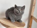 Britse korthaar katin ! Klaar voor vertrek ! Met stamboom !, Poes, Gechipt, 0 tot 2 jaar