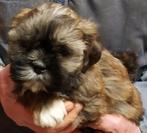 Shih Tzu pups, Dieren en Toebehoren, Honden | Chihuahua's en Gezelschapshonden, België, CDV (hondenziekte), 8 tot 15 weken, Meerdere