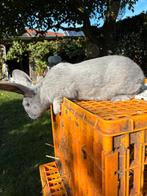 Konijnen, Rammelaar Blauw Van Sint-Niklaas, Dieren en Toebehoren, Konijnen