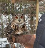 Europese oehoe man, Tickets en Kaartjes