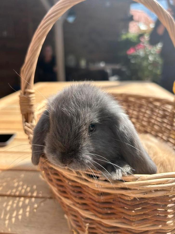 Nederlandse hangoordwergen konijn, Dieren en Toebehoren, Konijnen, Hangoor