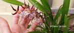 Orchidee Brassidium Golden Gamine, Huis en Inrichting, Ophalen of Verzenden