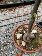 Australische flessenboom, Volle zon, Vaste plant, Lente, Ophalen