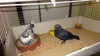 pigeons bisets couple à adopter, Animaux & Accessoires, Plusieurs animaux