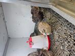 Japanse kwartels, Dieren en Toebehoren