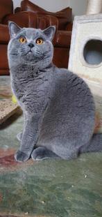 Brits Korthaar Jaimy (Herplaatser), Kater, Gechipt, 3 tot 5 jaar