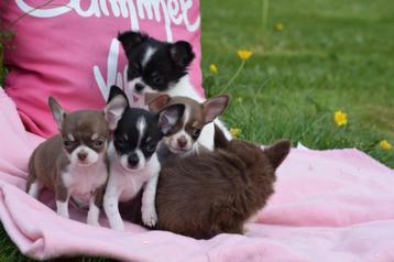 Chiots Chihuahua : un bon choix, Parvovirose, Plusieurs, Chihuahua, Belgique