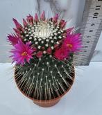 Mammillaria spinosissima unpico, Verzenden, Cactus