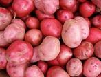 Plan de pomme de terre Désirée 28/35, Articles professionnels, Agriculture | Pommes de terre, Légumes, Fruits & Viande, Enlèvement