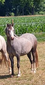 Lieve 2 jarige Welsh A merrie, Merrie, 0 tot 2 jaar, B pony (1.17m tot 1.27m), Onbeleerd