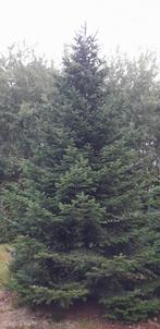 Grote Nordmann kerstbomen + 5 meter, Tuin en Terras, Ophalen of Verzenden
