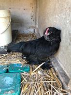 Ukkelse baardkriel haan, Dieren en Toebehoren, Pluimvee, Mannelijk, Kip