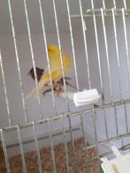 4 kanarie mannen, Dieren en Toebehoren, Vogels | Kanaries