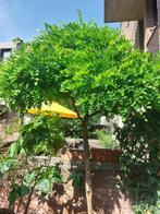 Robinia pseudo acacia, Tuin en Terras, Planten | Tuinplanten, Ophalen, Vaste plant, Overige soorten