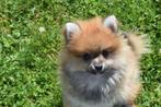 Dwergkees pupjes,pomeriaan, keeshond,spitz pups, Dieren en Toebehoren, België, Keeshond, 8 tot 15 weken, CDV (hondenziekte)