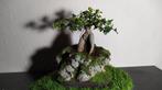 4 bonsai ficus + pot fait main, Enlèvement