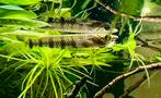 Congo ringband dwerg snoek, Dieren en Toebehoren, Vis