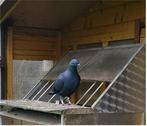 Pikzwarte duivin (reisduif, postduif, vliegduif), Dieren en Toebehoren, Vogels | Duiven, Meerdere dieren, Postduif