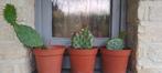 winterharde cactus, Tuin en Terras, Ophalen, Lente, Vaste plant, Volle zon