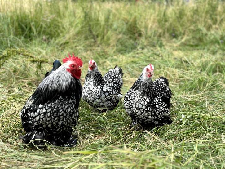 Cochin kriel kippen verschillende kleuren, gesekst + ingeënt, Dieren en Toebehoren, Pluimvee, Kip, Vrouwelijk