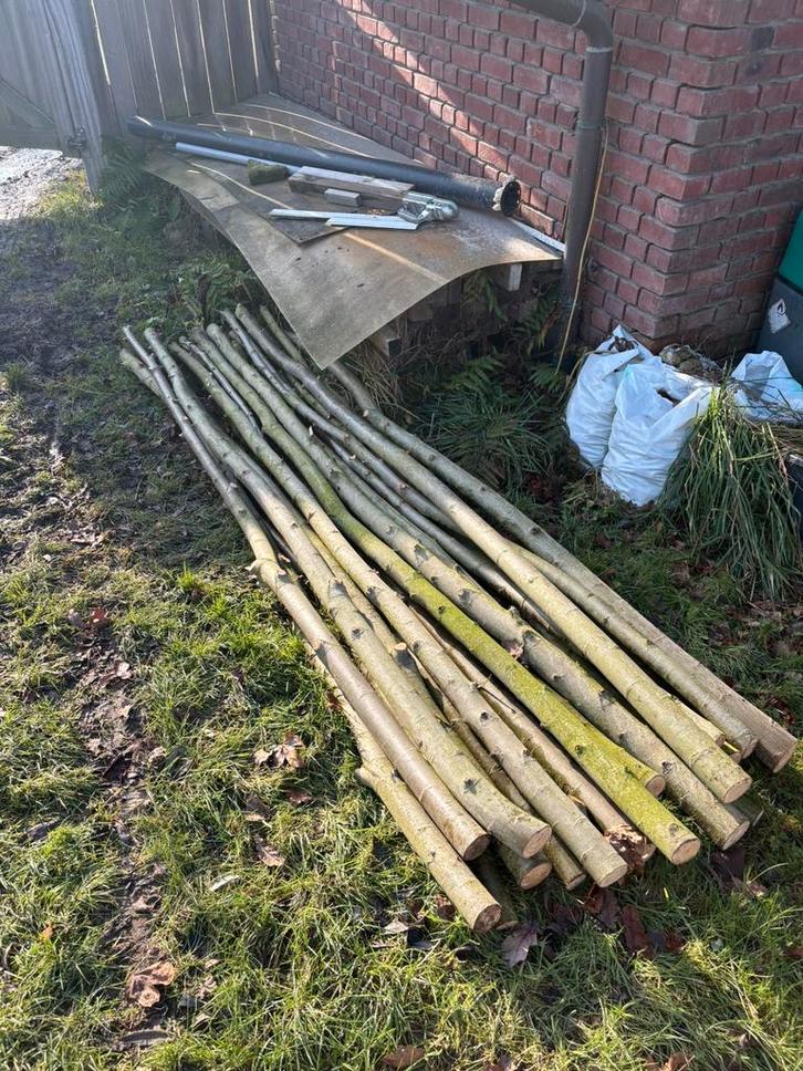 Knotwilg poten (Salix Alba), Tuin en Terras, Planten | Bomen, Ophalen