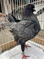 King duiven, Dieren en Toebehoren