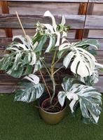 Monstera albo variegata 1 (feuilles matures), Maison & Meubles, Plantes d'intérieur, Enlèvement ou Envoi