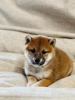 De très gentils chiots shiba inu belges recherchent des prop, Autres races, Plusieurs, Parvovirose, Belgique