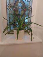 Jonge yucca plant met pot, Ophalen, Yucca