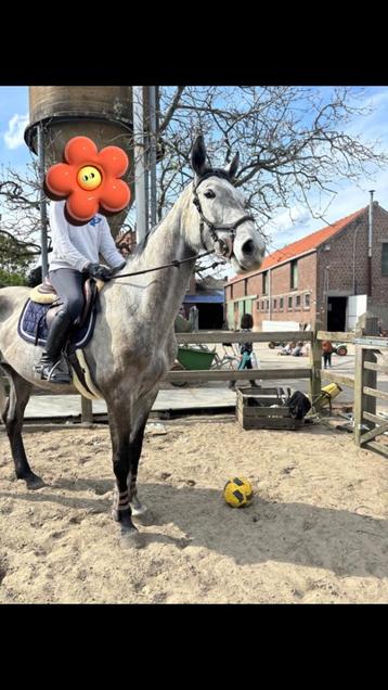 Groene springgefokte merrie, Merrie, Springpaard, Gechipt, 170 tot 175 cm