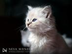 🐱Hypoallergene Neva Masquerade (Siberische katten) kittens, Vermifugé, Plusieurs animaux, 0 à 2 ans