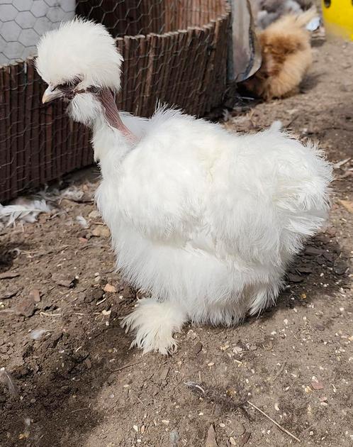 Zijdehoen hennen, Dieren en Toebehoren, Pluimvee, Kip, Vrouwelijk