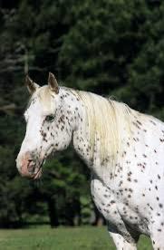 Paard gezocht, Dieren en Toebehoren, Paarden, Meerdere dieren, 7 tot 10 jaar, Recreatiepaard