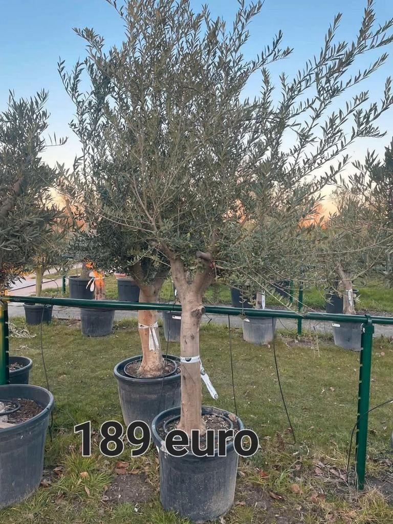 Prachtige olijfbomen olea europaea!, Tuin en Terras, Planten | Bomen, Ophalen