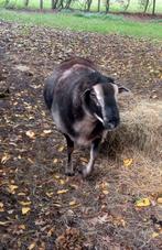 Dassenkop, swifter, ram., Dieren en Toebehoren