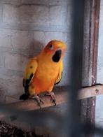 Zonneparkiet pop kweekrijp, Vrouwelijk, Parkiet, Geringd