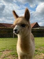 Alpaca cria hengst  (juni 2025), Dieren en Toebehoren, Juni, Mannelijk