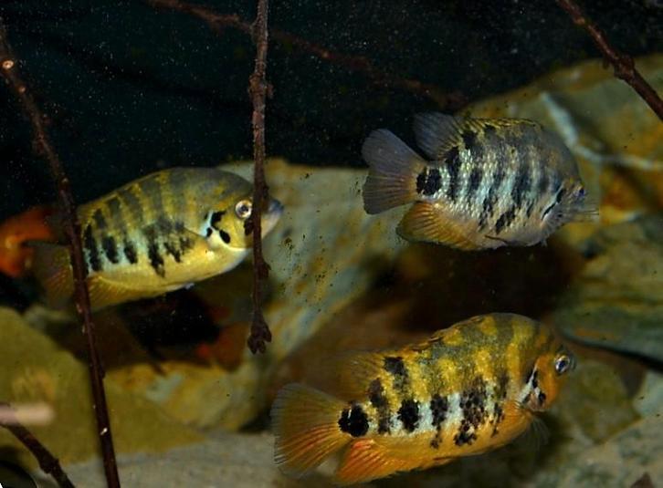 Bijzondere cichliden, Animaux & Accessoires, Poissons | Poissons d'aquarium, Poisson d'eau douce, Poisson