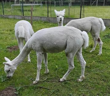 Alpaca merries beschikbaar voor biedingen