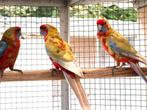 Pennanten, Dieren en Toebehoren, Vogels | Parkieten en Papegaaien