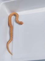Haakneus / Hognose / Heterodon nasicus, Dieren en Toebehoren