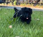 Schnoodle dwergschnauzer x toy poedel.reu mag verhuizen, Dieren en Toebehoren, België, Fokker | Hobbymatig, 8 tot 15 weken, CDV (hondenziekte)